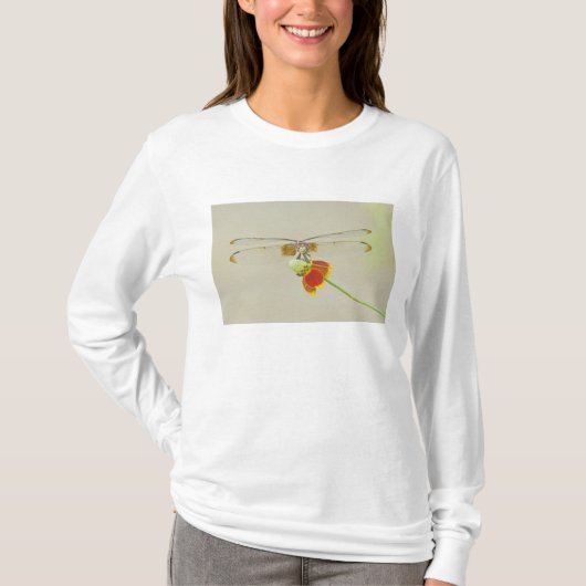 メキシコのチェック柄のSetwing (Dythemis fugax) Tシャツ (正面)