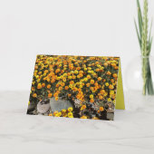 メキシコのデイジー、ワイルドフラワー空白の、グリーティングカード カード (正面)