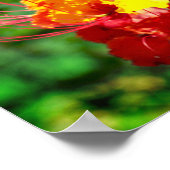 メキシコのパラダイスバードポスター ポスター (角)