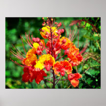 メキシコのパラダイスバードポスター