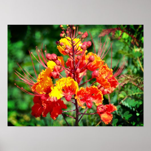 メキシコのパラダイスバードポスター ポスター (正面)