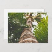 メキシコのヤシの木，下から ポストカード (正面/裏面)