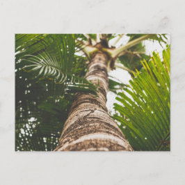 メキシコのヤシの木，下から ポストカード