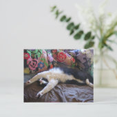 メキシコの波はがきを手に入れたキュートなタキシード猫 ポストカード (スタンド正面)