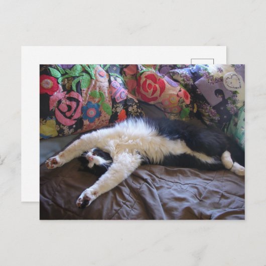 メキシコの波はがきを手に入れたキュートなタキシード猫 ポストカード (正面/裏面)