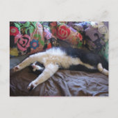 メキシコの波はがきを手に入れたキュートなタキシード猫 ポストカード (正面)