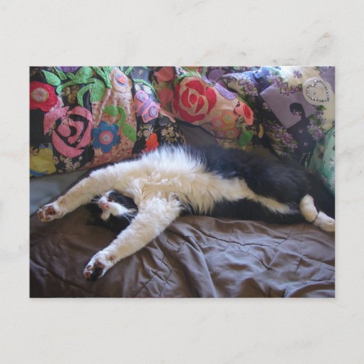 メキシコの波はがきを手に入れたキュートなタキシード猫 ポストカード (正面)