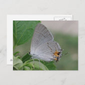 メキシコの灰色の毛を持つ蝶 ポストカード (正面/裏面)