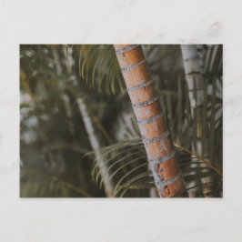 メキシコの竹 ポストカード