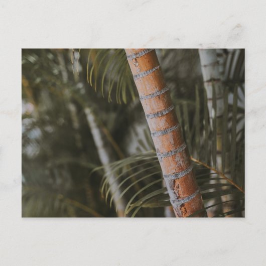 メキシコの竹 ポストカード (正面)