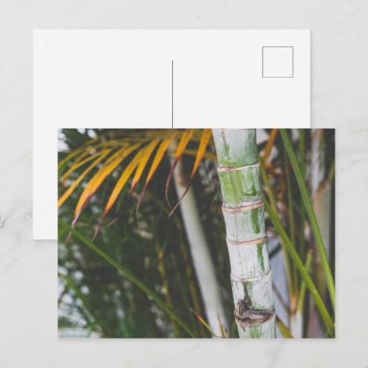 メキシコの竹 ポストカード (正面/裏面)
