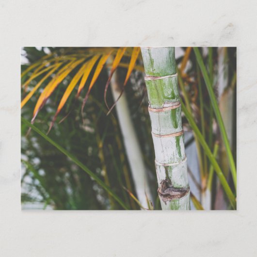 メキシコの竹 ポストカード (正面)