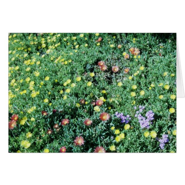 メキシコの花 (正面横)