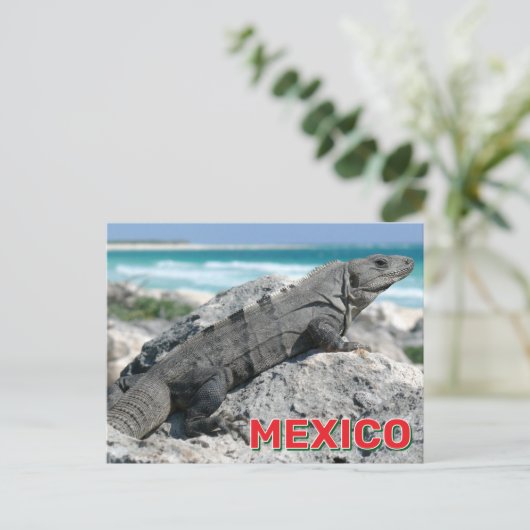 メキシコの黒のとげのある尾のイグアナ ポストカード (スタンド正面)
