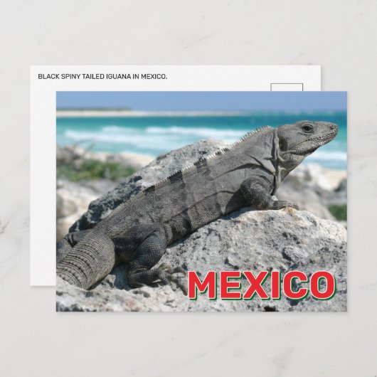 メキシコの黒のとげのある尾のイグアナ ポストカード (正面/裏面)