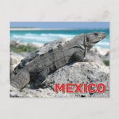 メキシコの黒のとげのある尾のイグアナ ポストカード (正面)