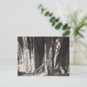 メキシコオアハカのエルアルボルデルトゥレツリー旧写真  シーズンポストカード (スタンド正面)