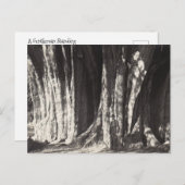 メキシコオアハカのエルアルボルデルトゥレツリー旧写真  シーズンポストカード (正面/裏面)