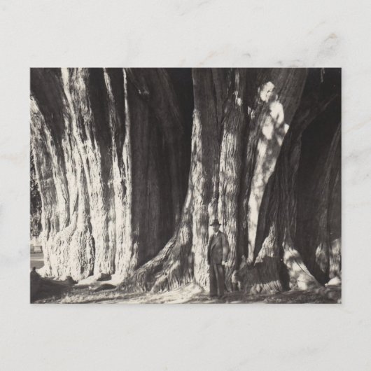 メキシコオアハカのエルアルボルデルトゥレツリー旧写真  シーズンポストカード (正面)