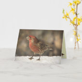 メキシコマシコの誕生日 カード (黄色い花)