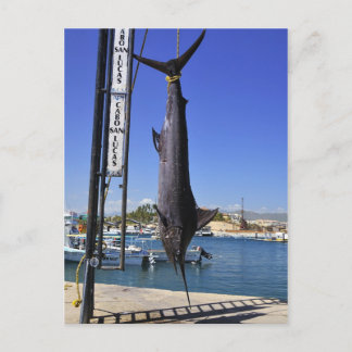 メキシコマーリン ポストカード