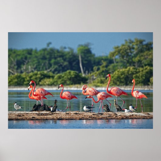 メキシコリオラガートス ポスター (正面)