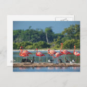 メキシコリオラガートス ポストカード (正面/裏面)