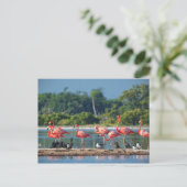 メキシコリオラガートス ポストカード (スタンド正面)