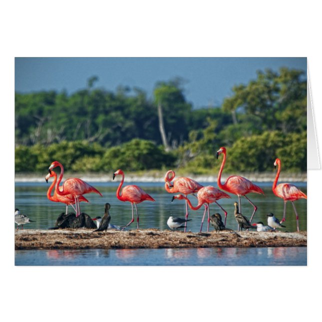 メキシコリオLagartos (正面横)