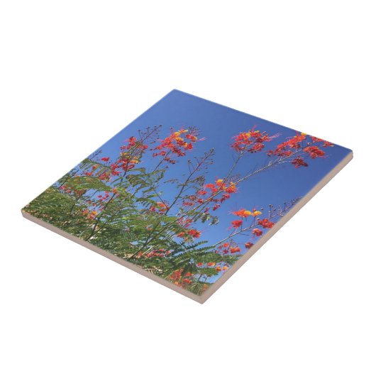 メキシコ極楽鳥 タイル (側面)