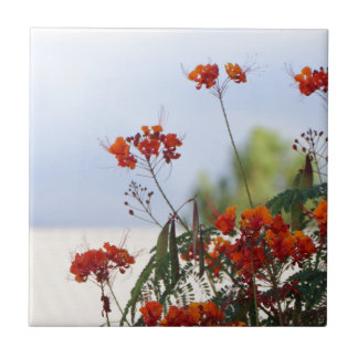 メキシコ極楽鳥 タイル