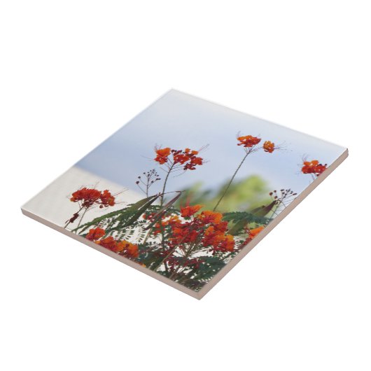 メキシコ極楽鳥 タイル (側面)