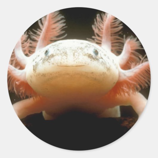 メキシコ歩く魚 ラウンドシール (正面)