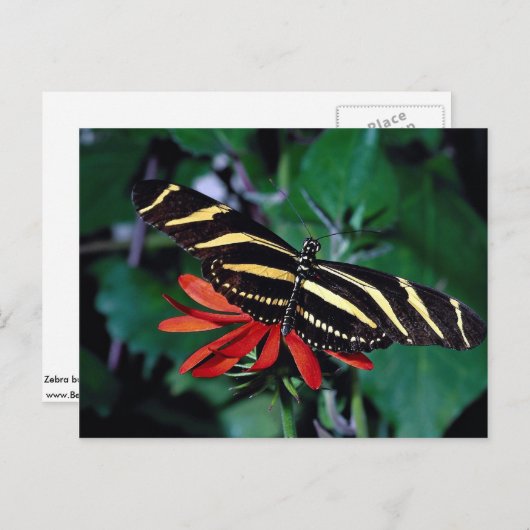 メキシコ産の燃えるつる植物の花 ポストカード (正面/裏面)