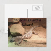 メキシコ産ひげトカゲ ポストカード (正面/裏面)