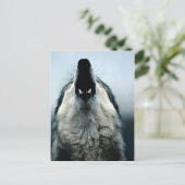 メキシコ産オオカミ、絶滅危惧種、ソノラン砂漠。 ポストカード (スタンド正面)