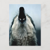 メキシコ産オオカミ、絶滅危惧種、ソノラン砂漠。 ポストカード (正面)