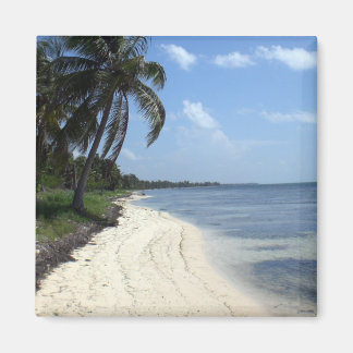 メキシコ磁石 マグネット