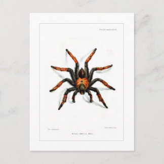 メキシコ赤脚色垂体 ポストカード