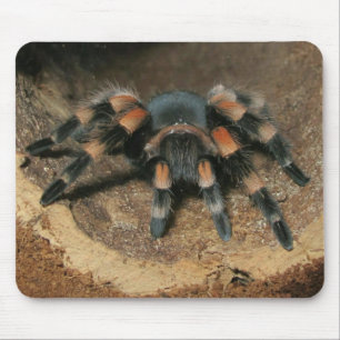 メキシコ赤膝タランチュラスパイダーマウスパッド マウスパッド