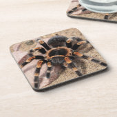 メキシコ赤膝タランチュラスパイダー コースター (左側)