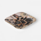 メキシコ赤膝タランチュラスパイダー ペーパープレート (傾斜あり)