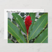 メキシコ，アルピニアプルプラタ ポストカード (正面/裏面)