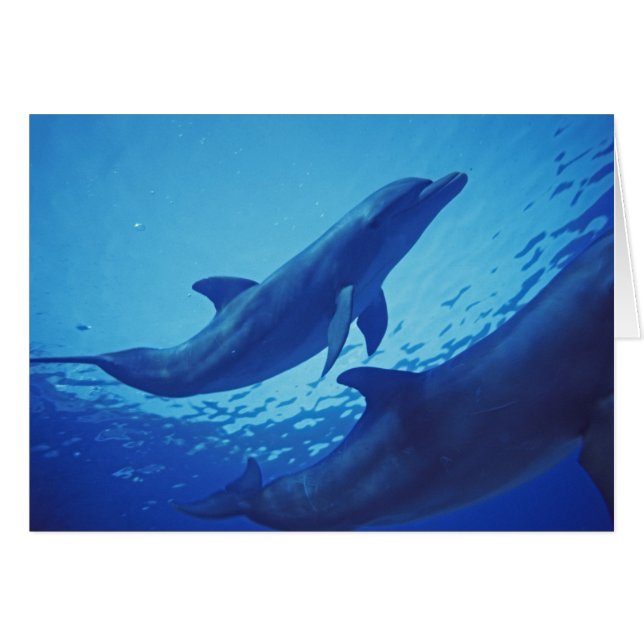 メキシコ、コスメル島。 バンドウイルカ、Tursiops (正面横)