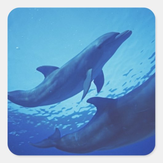 メキシコ、コスメル島。 バンドウイルカ、Tursiops スクエアシール (正面)