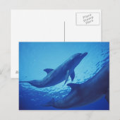 メキシコ、コスメル島。 バンドウイルカ、Tursiops ポストカード (正面/裏面)