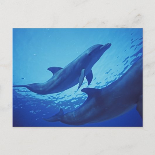メキシコ、コスメル島。 バンドウイルカ、Tursiops ポストカード (正面)