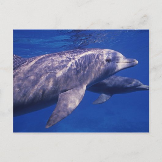メキシコ、コスメル島。 バンドウイルカ、Tursiops 2 ポストカード (正面)
