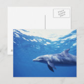 メキシコ、コスメル島。 バンドウイルカ、Tursiops 3 ポストカード (正面/裏面)