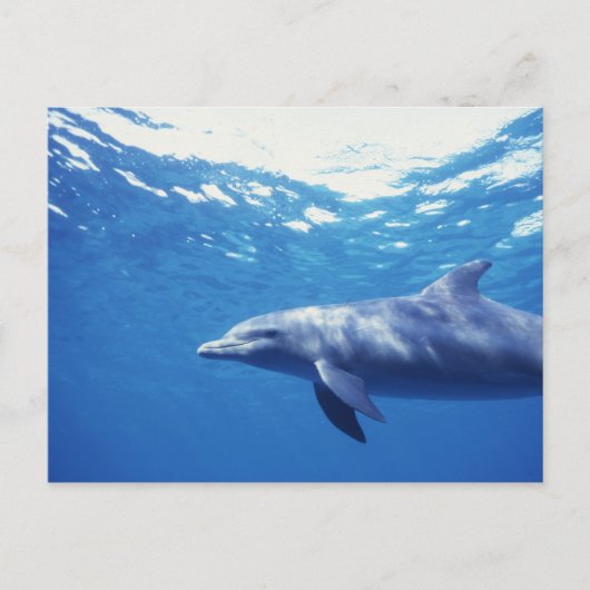 メキシコ、コスメル島。 バンドウイルカ、Tursiops 3 ポストカード (正面)